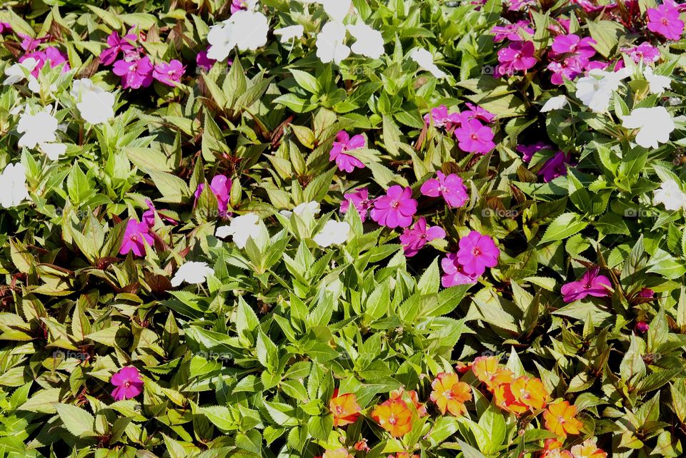 Arrangement of flowers