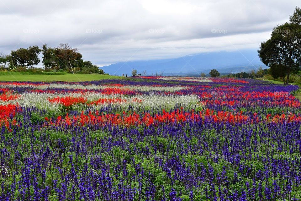 Flower fields