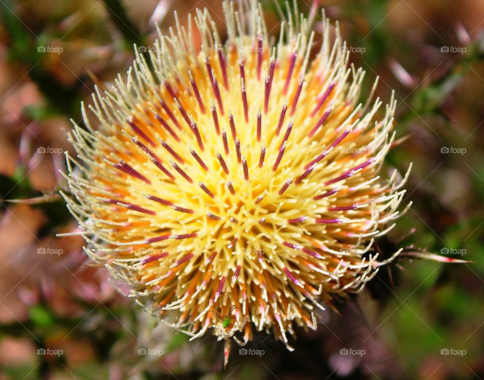 Pink and golden thistle