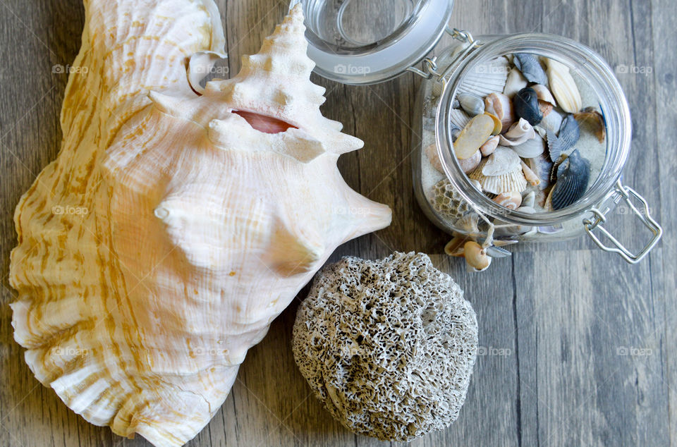 Sea shells and coral spread out on a wooden floor