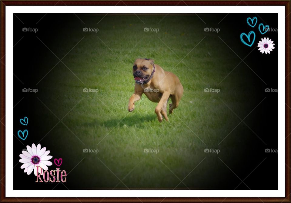 My dog Rosie ~ Ma chienne Rosie