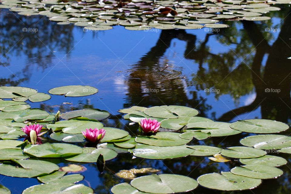 Water Lily Trio with Reflection