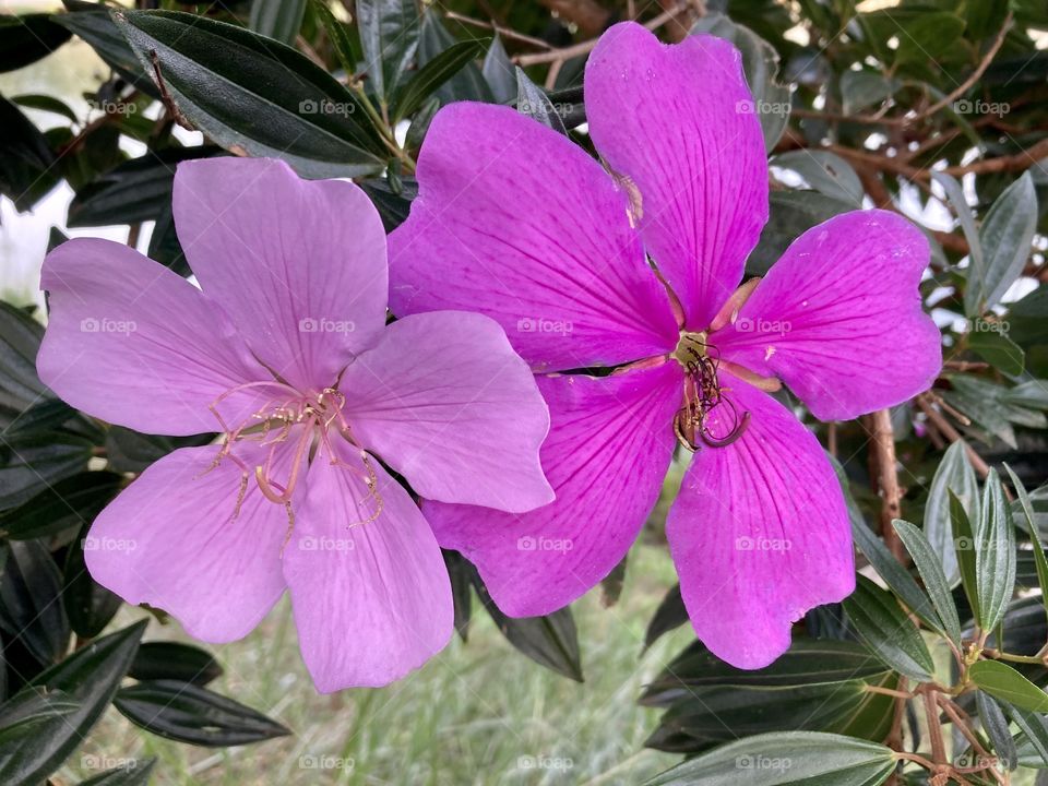 🌹 🇺🇸 Very beautiful flowers to brighten our day.  Live nature and its beauty. Did you like the delicate petals? / 🇧🇷 Flores muito bonitas para alegrar nosso dia. Viva a natureza e sua beleza. Gostaram das pétalas delicadas? 