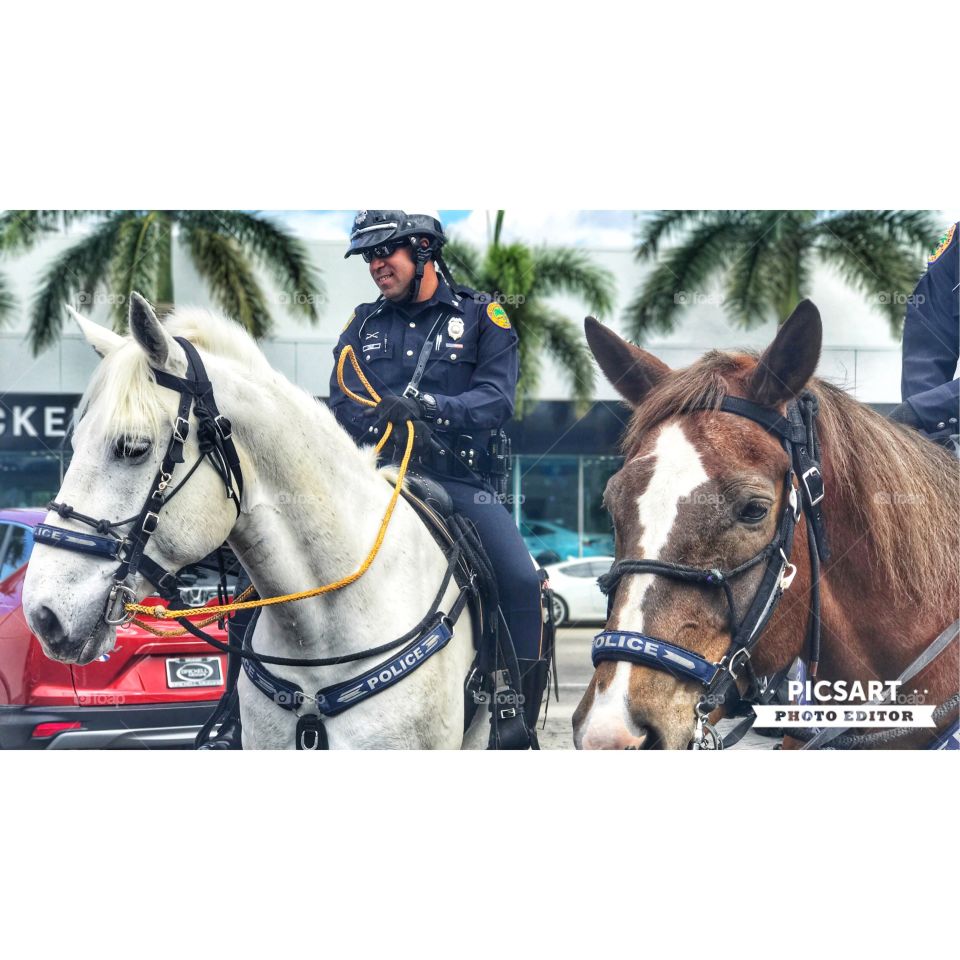 miami police horses 
