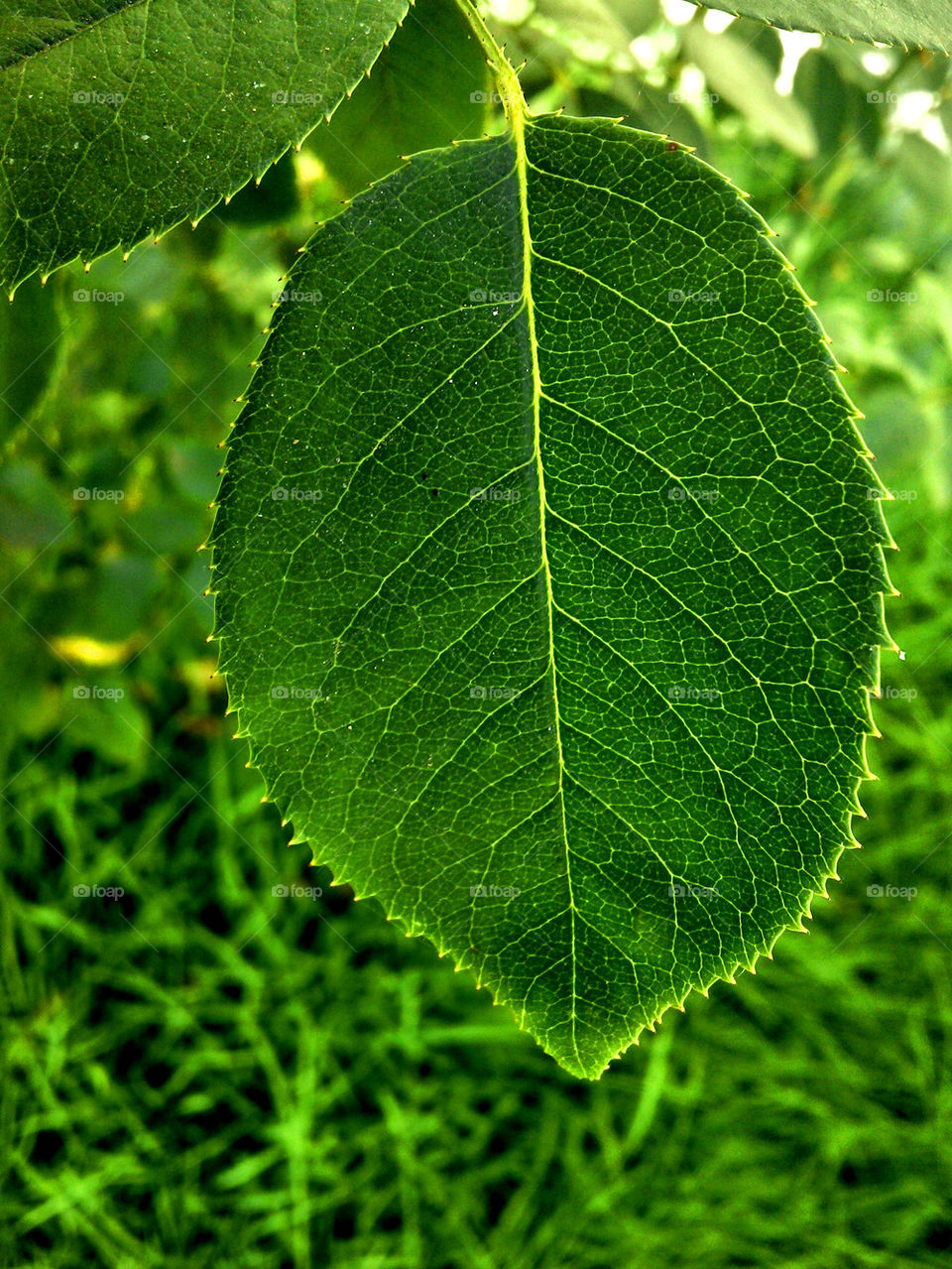 leaf zoom in Garden 