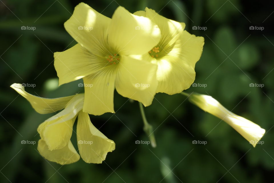 Bermuda Buttercup 
Spring
California Flower