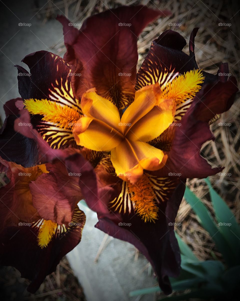 Burgundy and orange iris