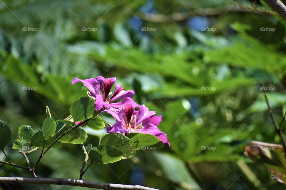 Beauty up and far away, foliage in Hawaii