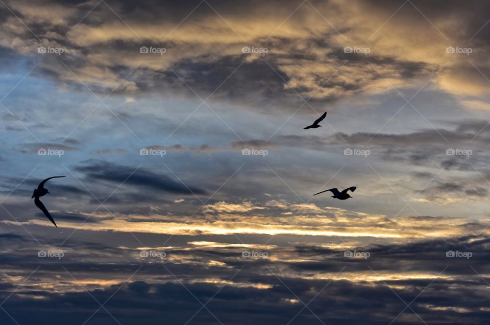 Bird, Sunset, Sky, Dawn, Flight