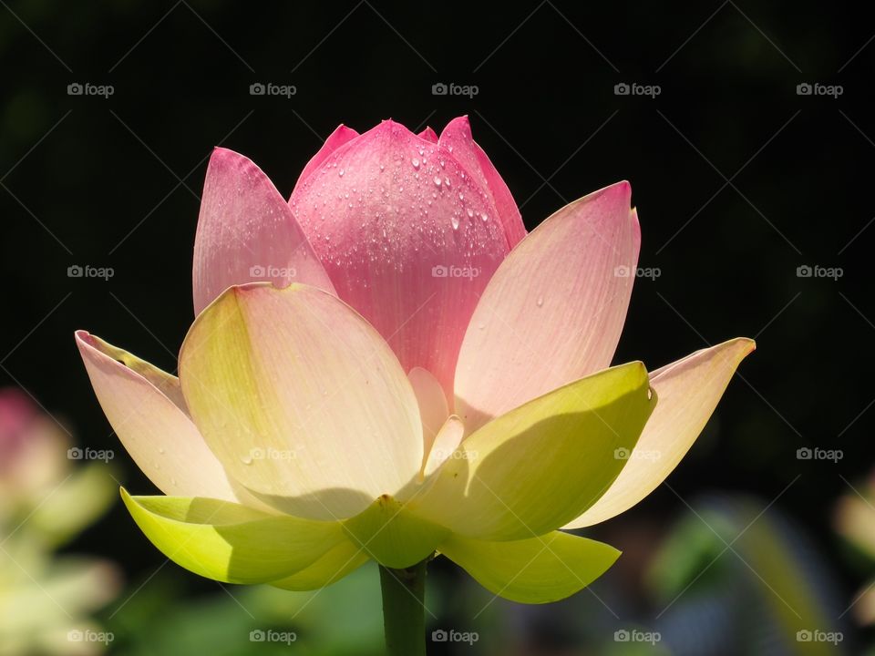 Lotus in Bloom