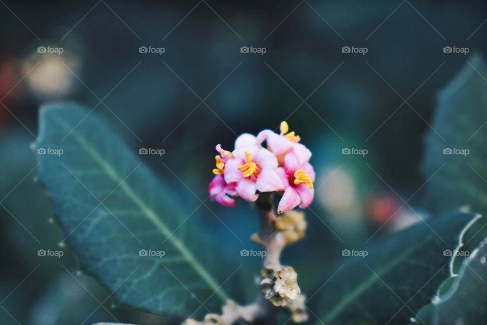 Pink Flowers