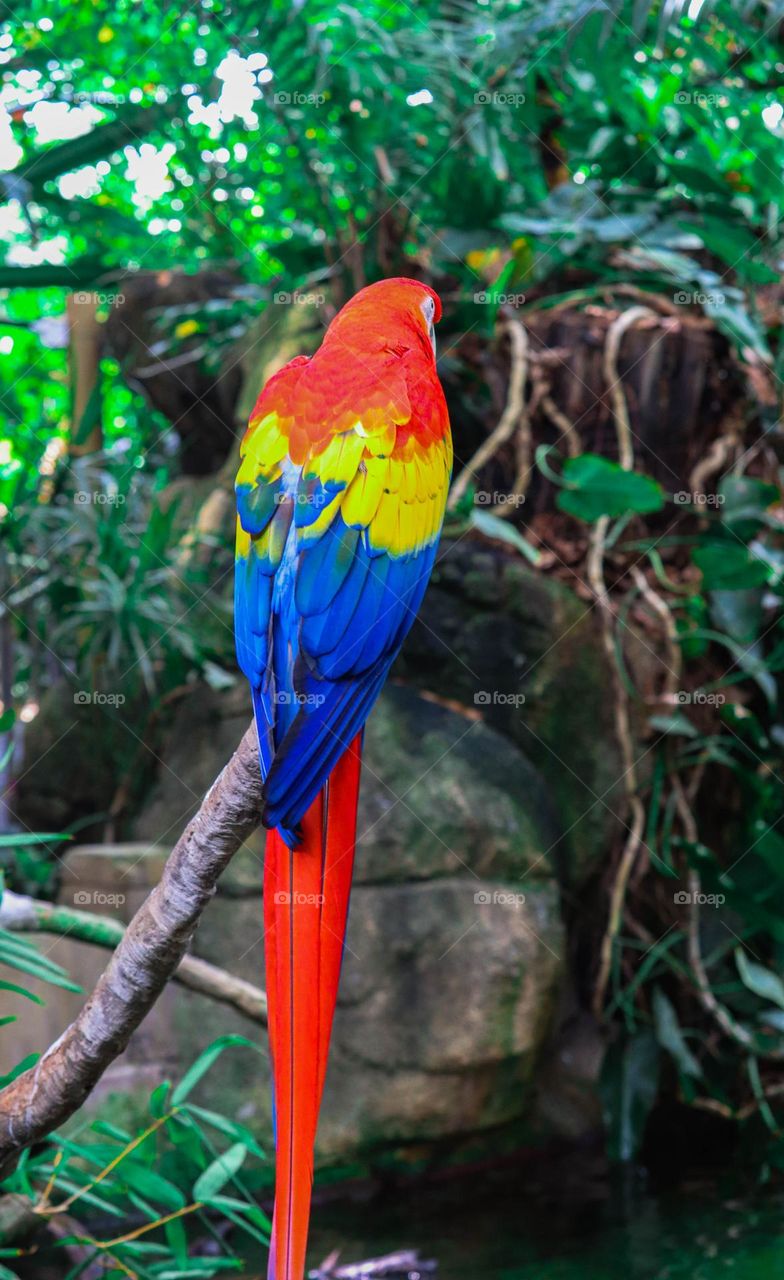 tropical bird
