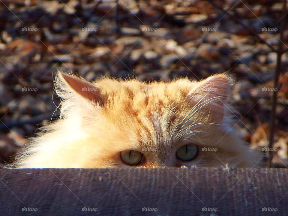 The Peek a Boo Cat