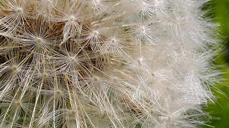 Dandelion lumps