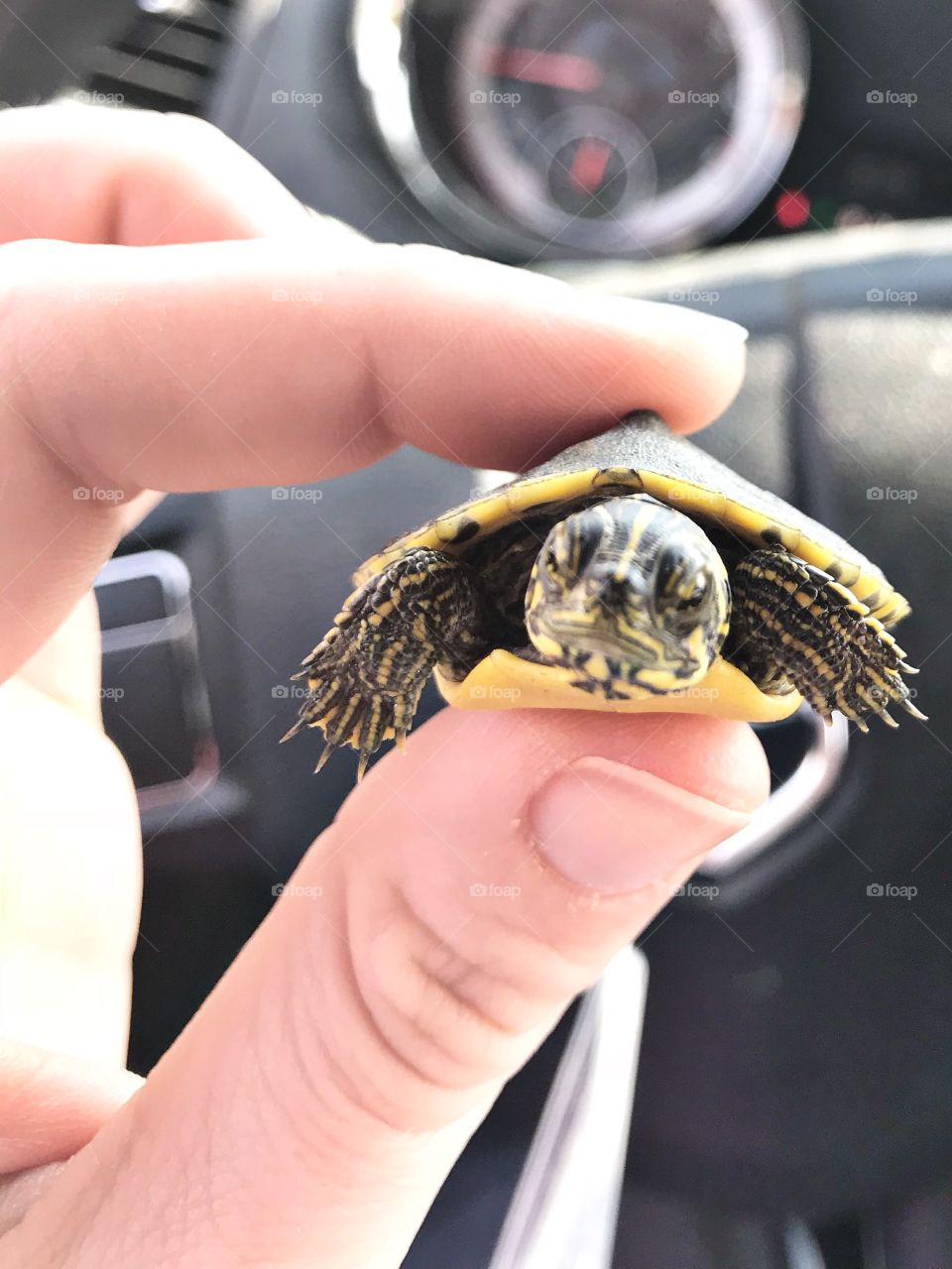 Tiny turtle. 
