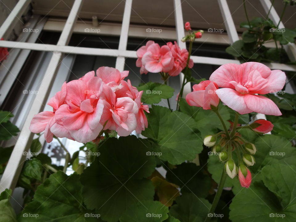 gardening  in Madrid