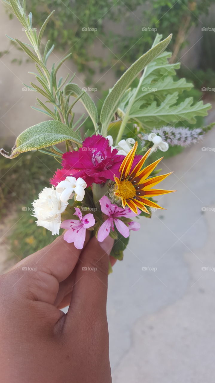 Nature, Flower, Flora, Summer, Garden