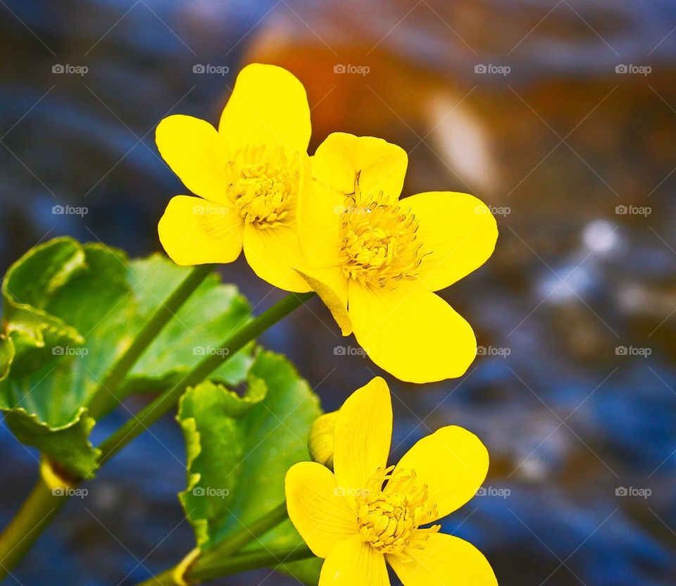 Marsh marigold