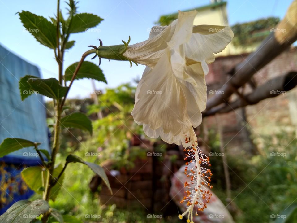 white beautiful Vahhul flower