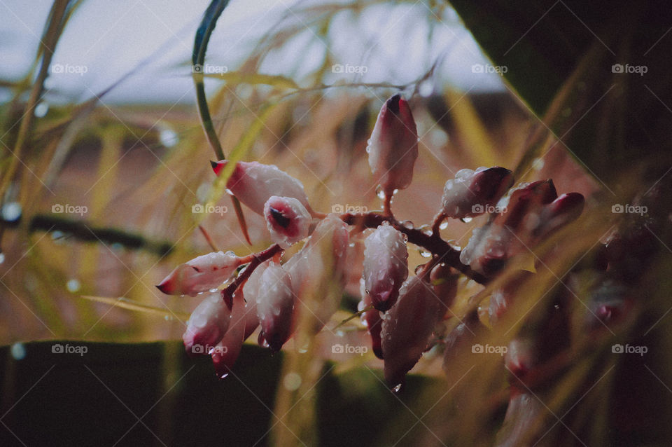 Colônia Flower 🌸