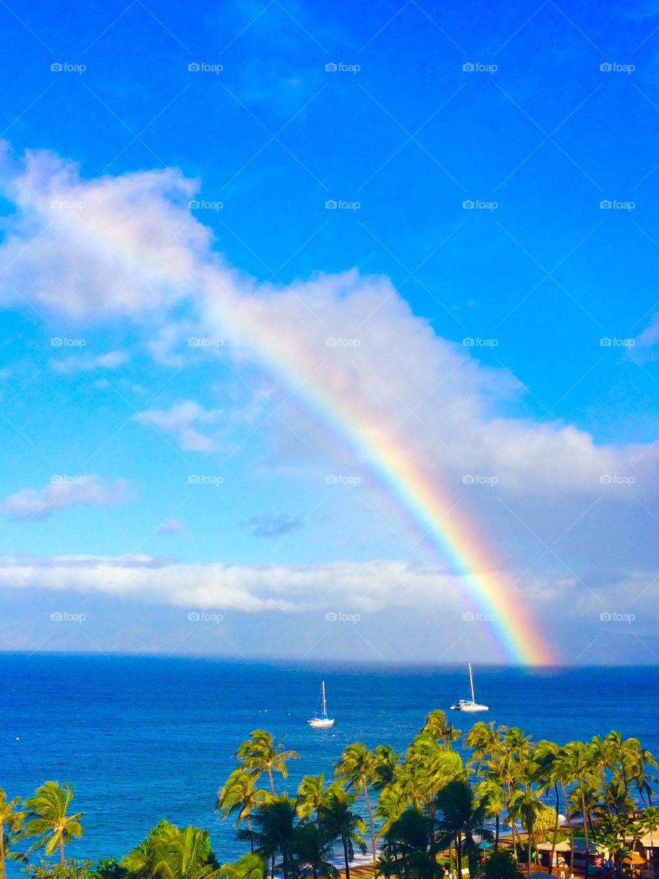 Maui rainbow
