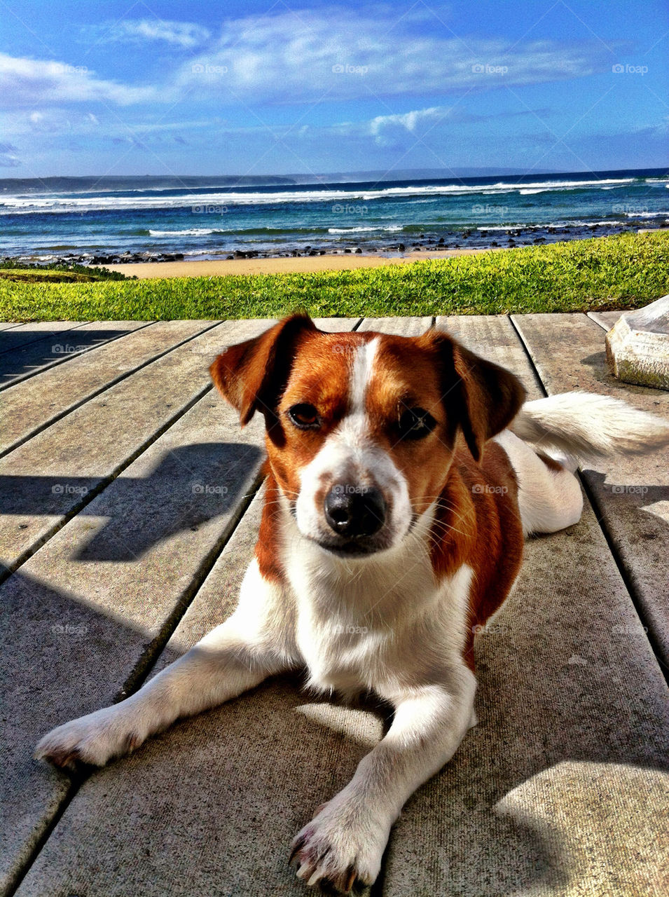 beach ocean summer dog by calvinkay