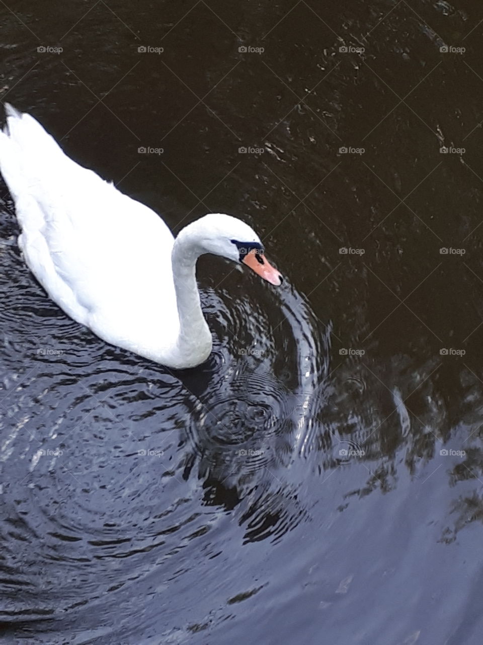 A Swan On The River