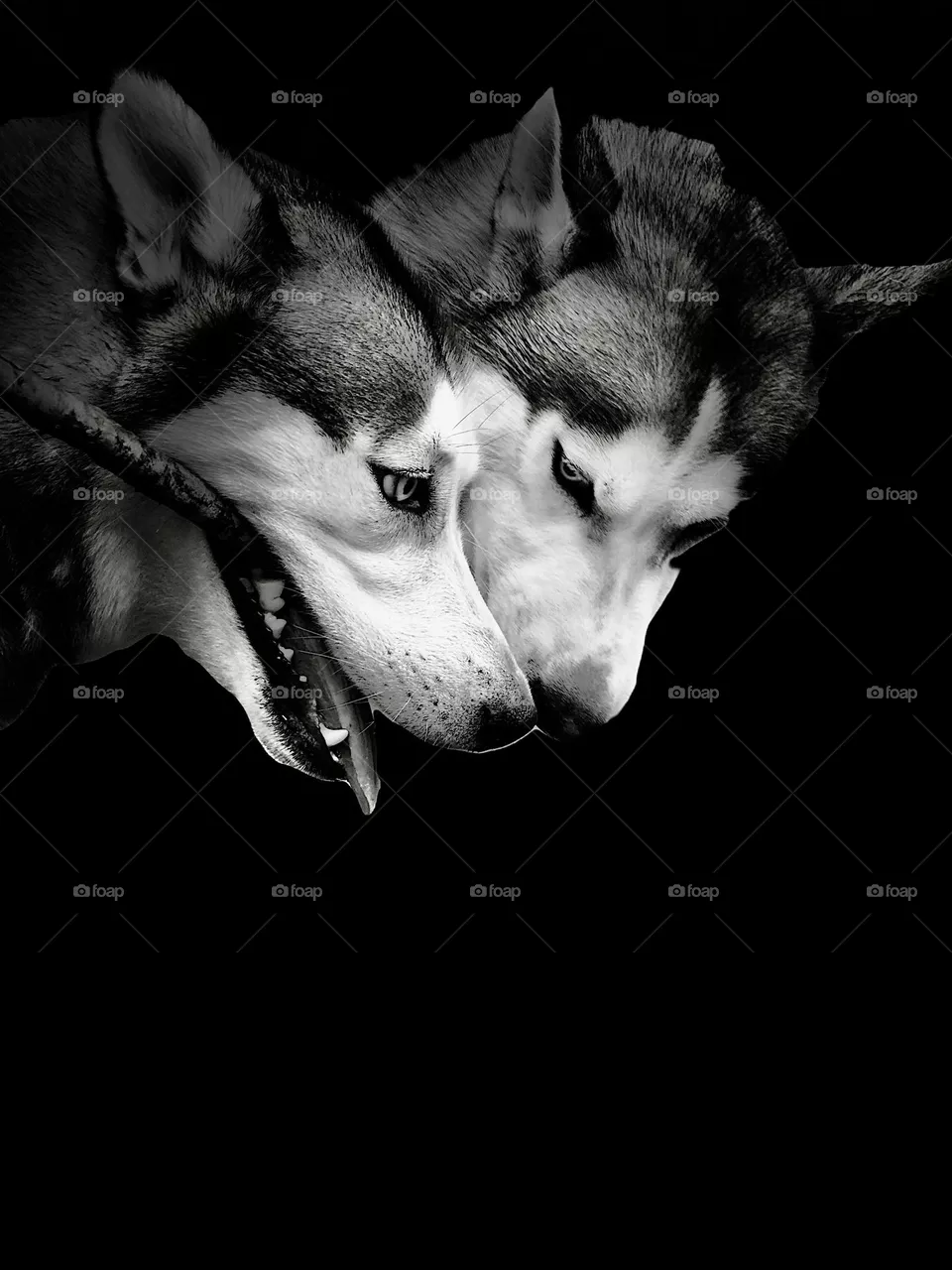 Husky’s 