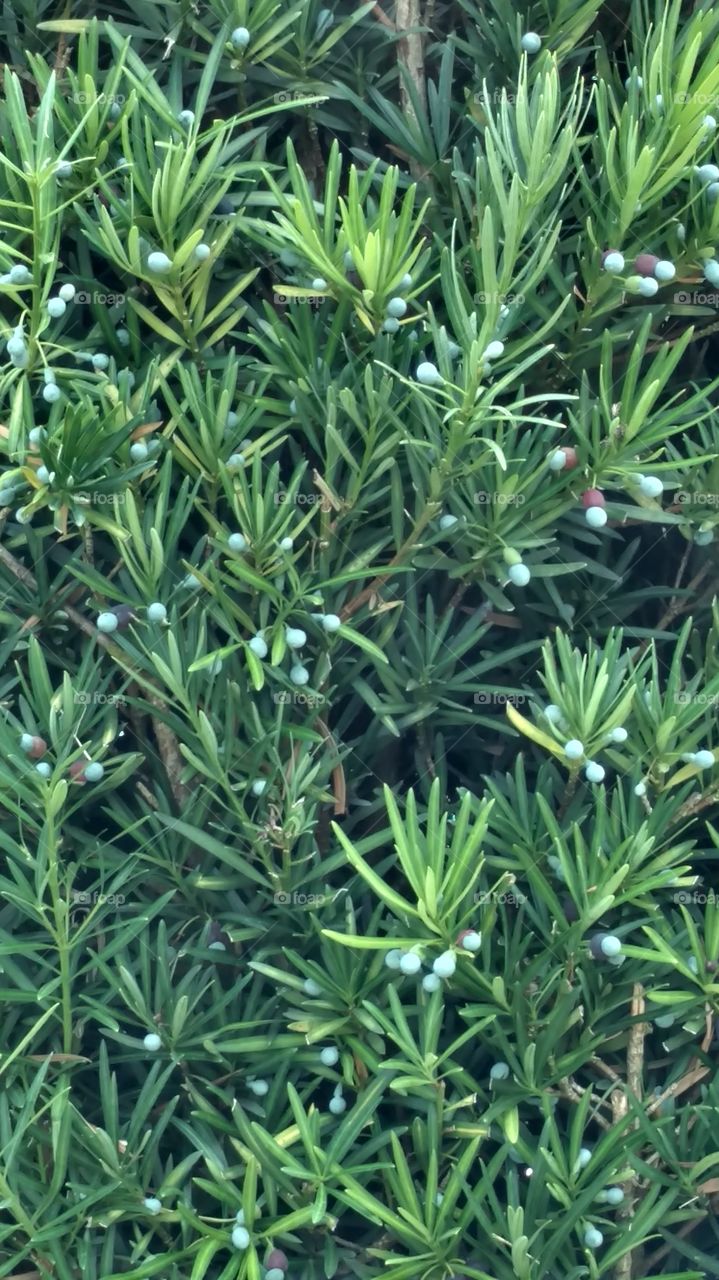 Podocarpus evergreen