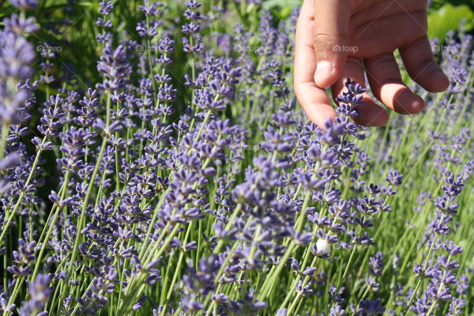 Visiting lavender farm