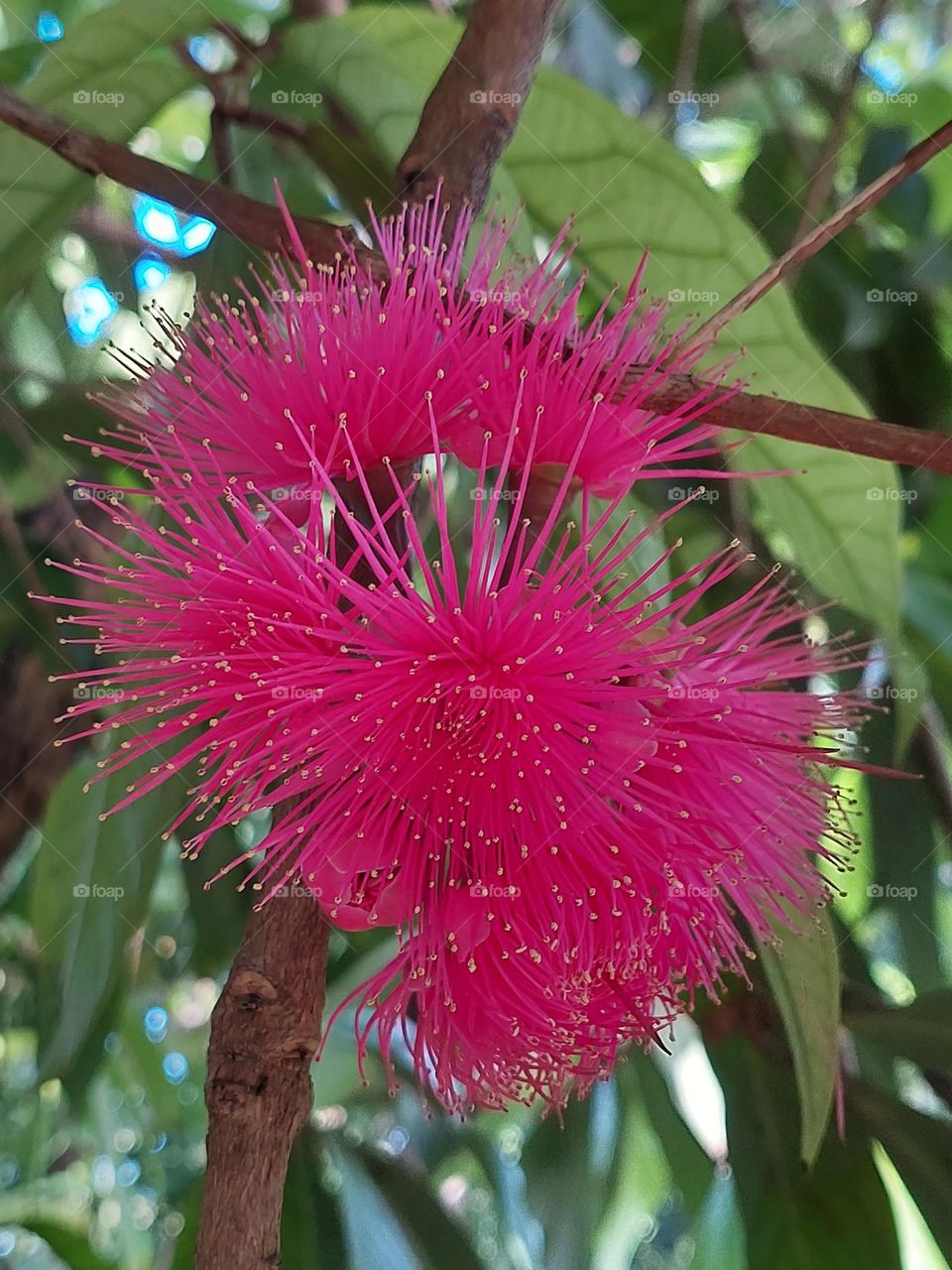 jamaican apple blossoms