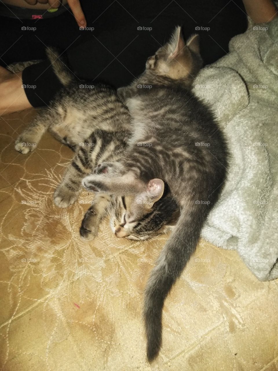 cuddling kitty