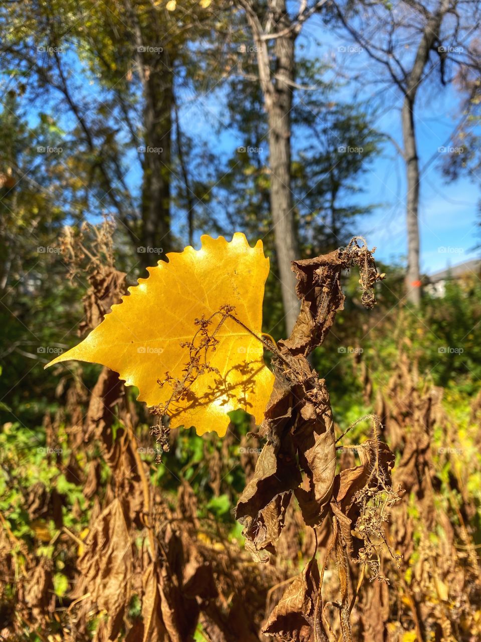 Leaves changing 