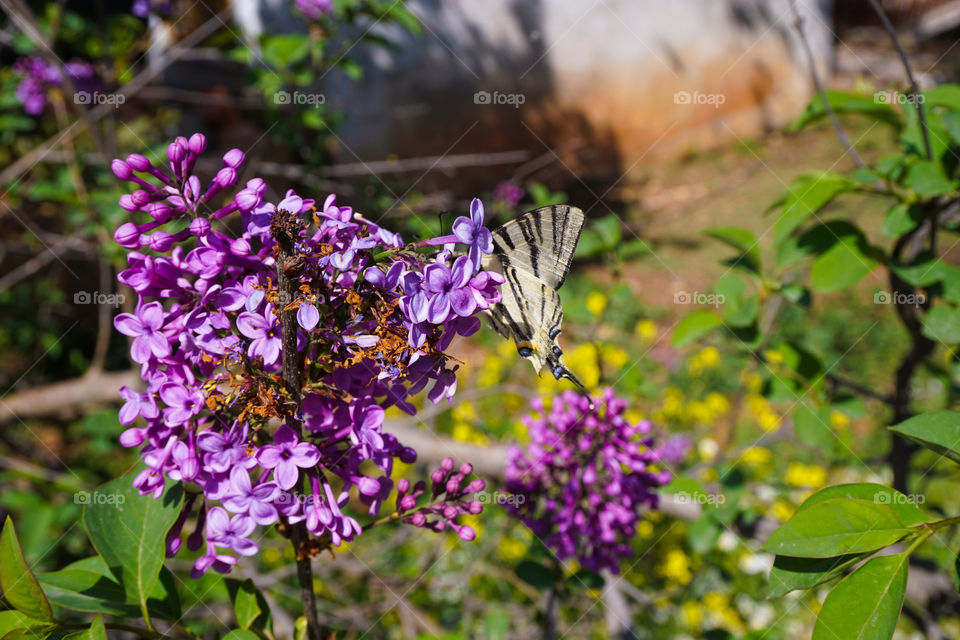 Butterfly on Lilacs