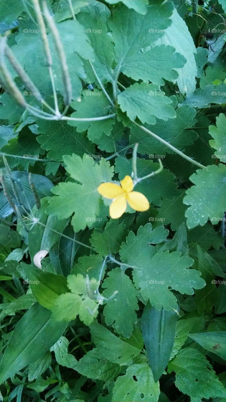 yellow flower. walking around