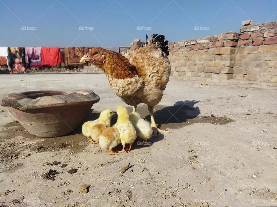 my terrance hen with its chick's