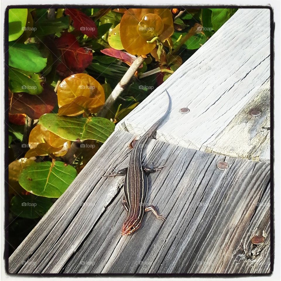Skink