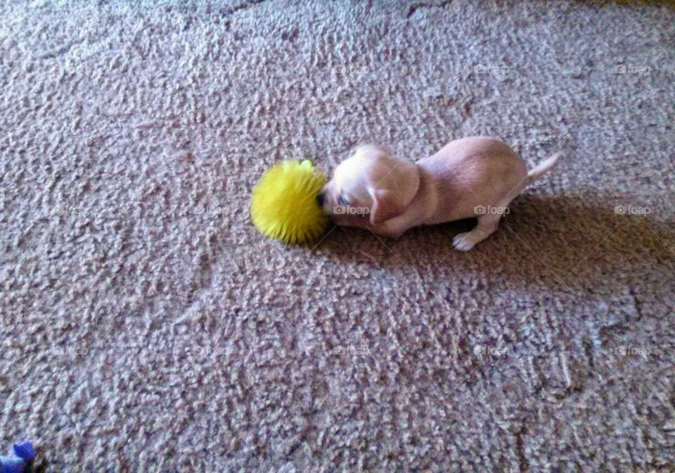 Meet Angel my mom's new puppy she is so adorable!!! She's a Applehead Chihuahua! Too precious!