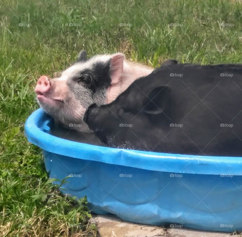 Piggy pool partay