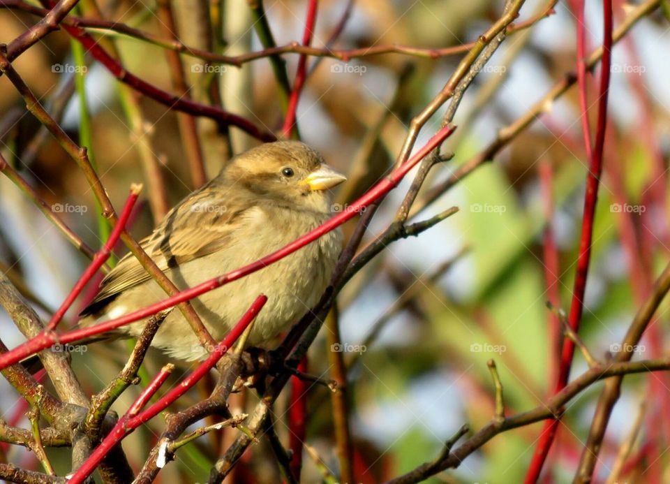 cute sparrow