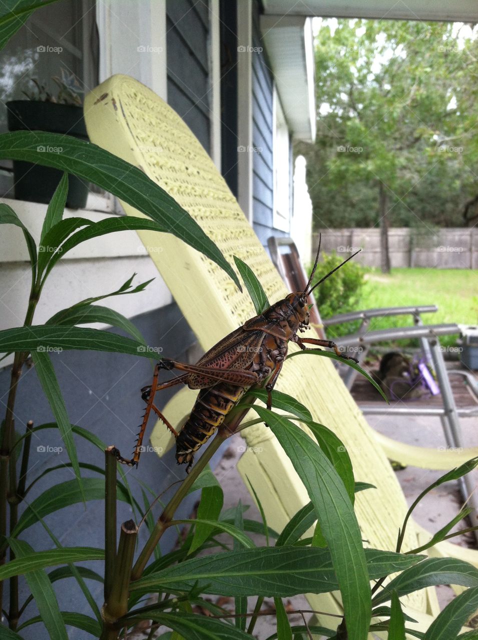 a grasshopper sitting on a Mexican petunia near the front porch, with a yellow rocker in the background