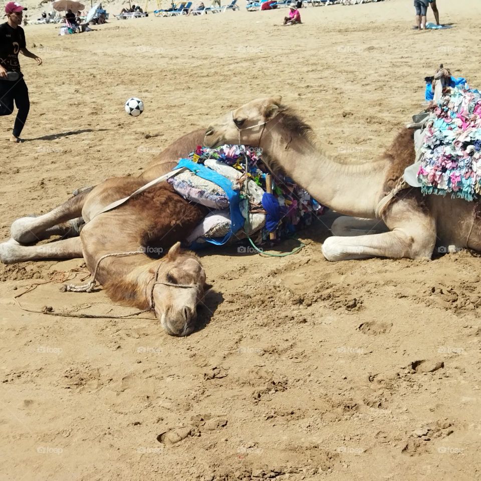 Beautiful sleepy camels on sand near the beach at essaouira city in Morocco.