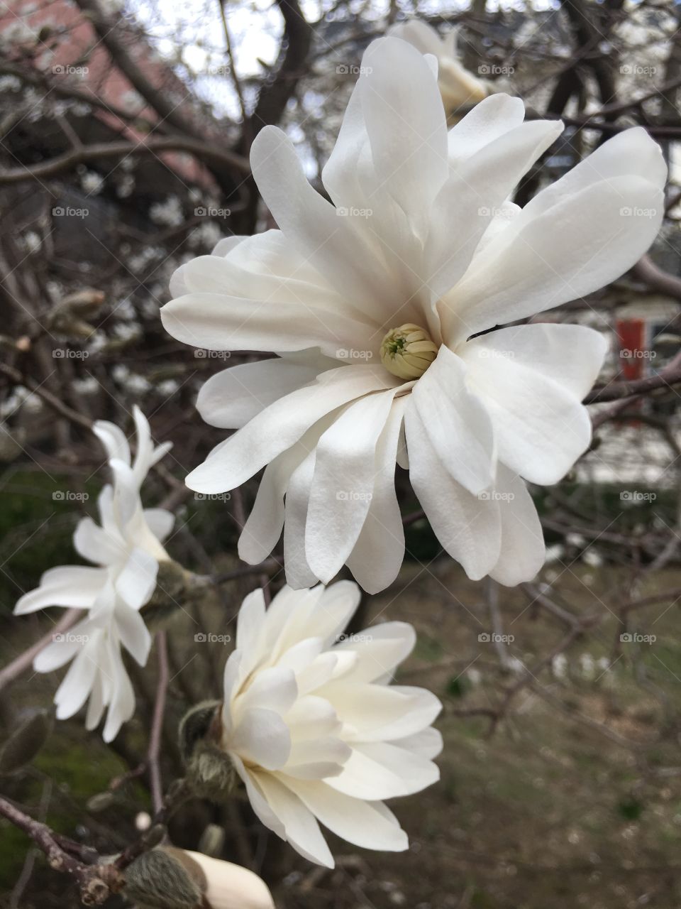 Star Magnolias in April