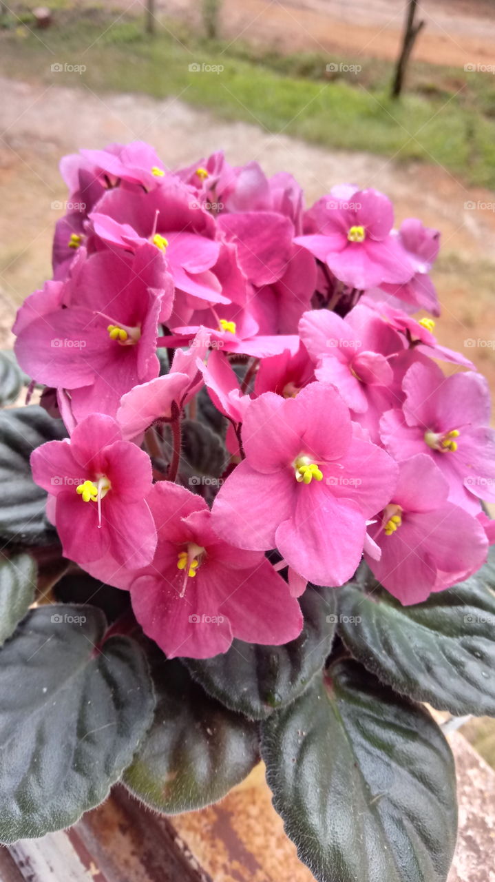 Um belo buquê de violeta lilás!