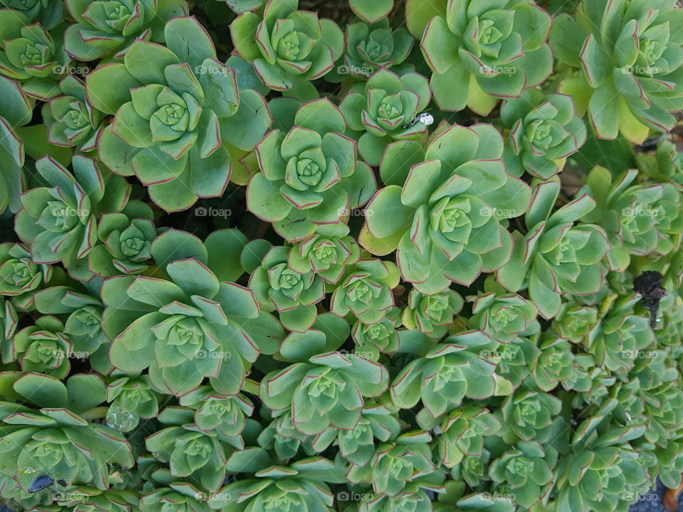 A succulent bed covers a rock in the garden looks really nice as a back ground. Natures detail in the plants is lovely.