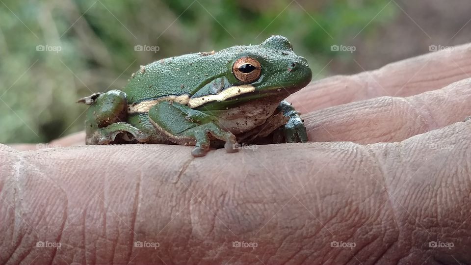 Frog, No Person, Amphibian, Wildlife, Nature