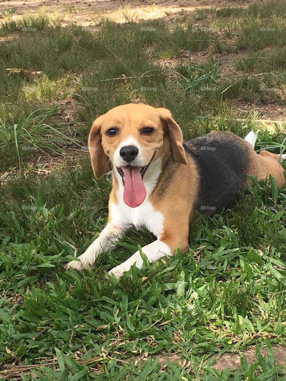 Beagle feliz