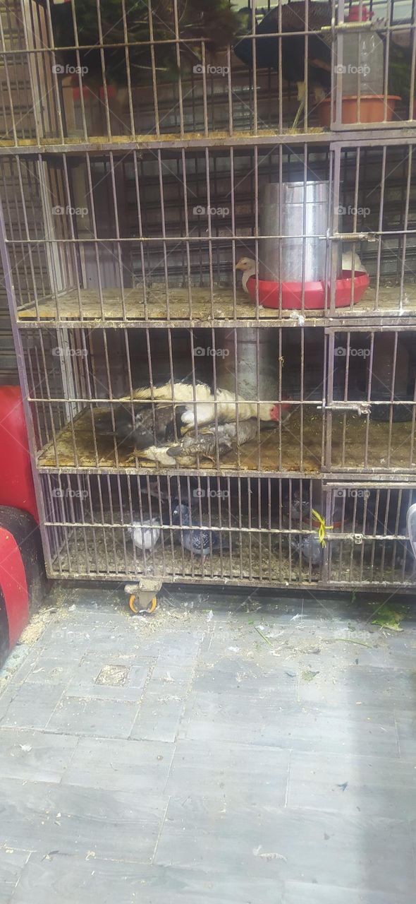 relationship of birds