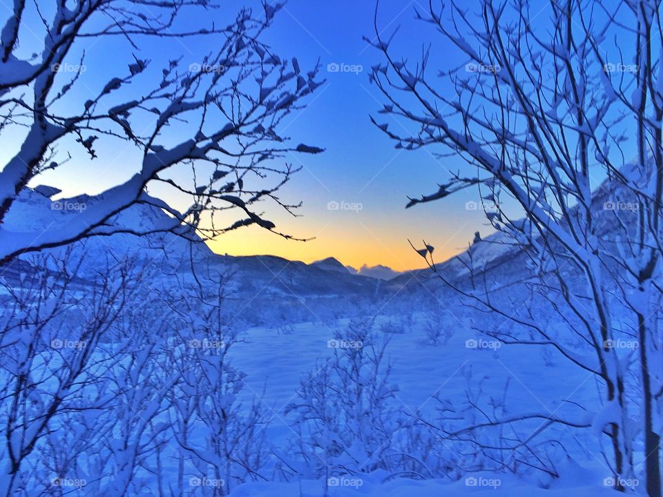 Forest of NorthNorway