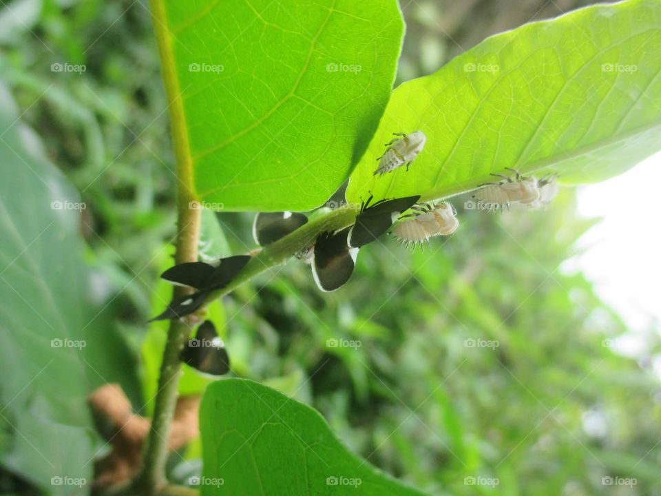 Membracis/treehoppers